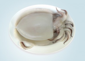 Raw Cuttlefish Whole Clean