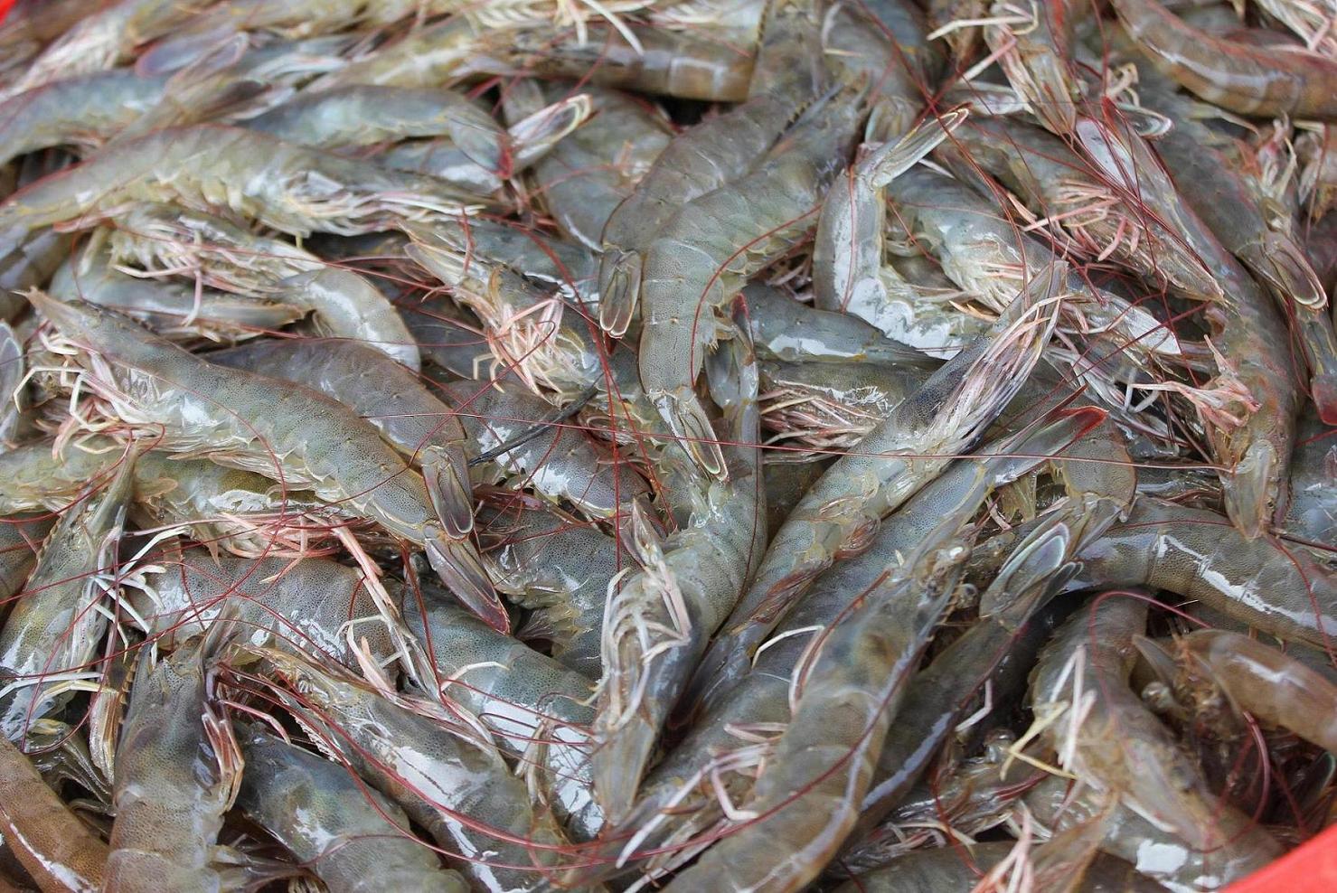 Historic drought ravages Vietnam's shrimp farms